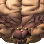 Scientists Create Detailed Gene-Activity Map of Human Prefrontal Cortex