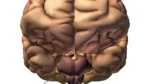 Scientists Create Detailed Gene-Activity Map of Human Prefrontal Cortex