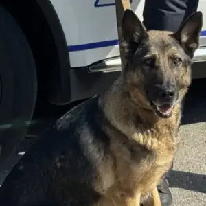 K9 Jessie
