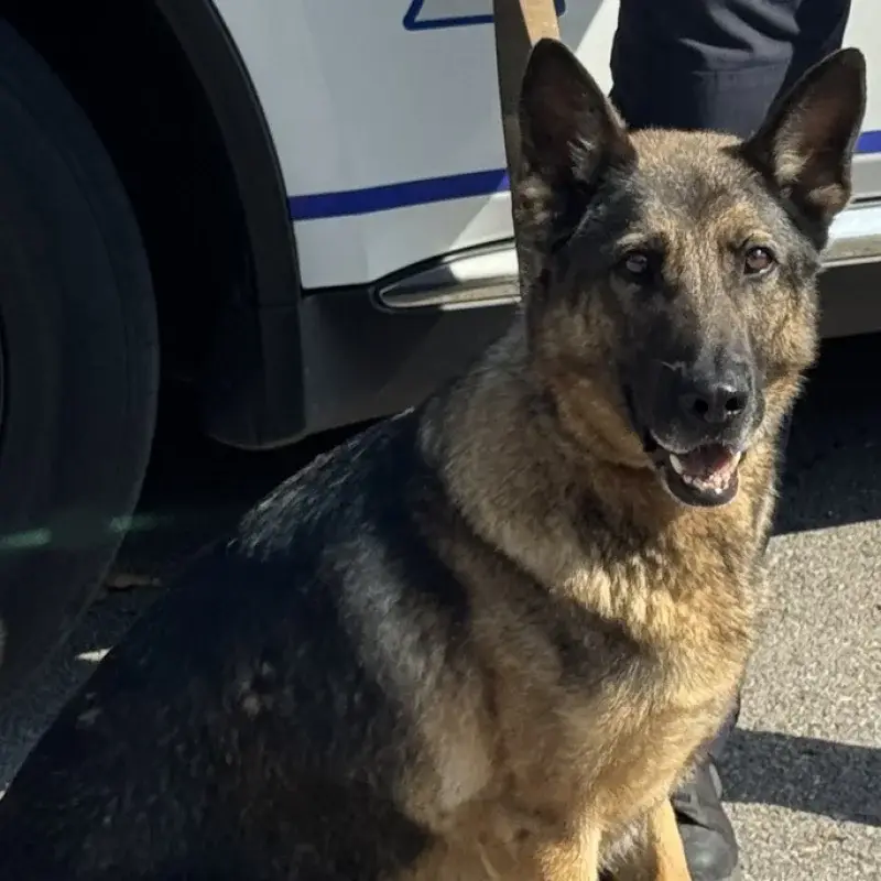 K9 Jessie