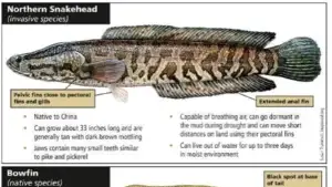 Snakehead Fish