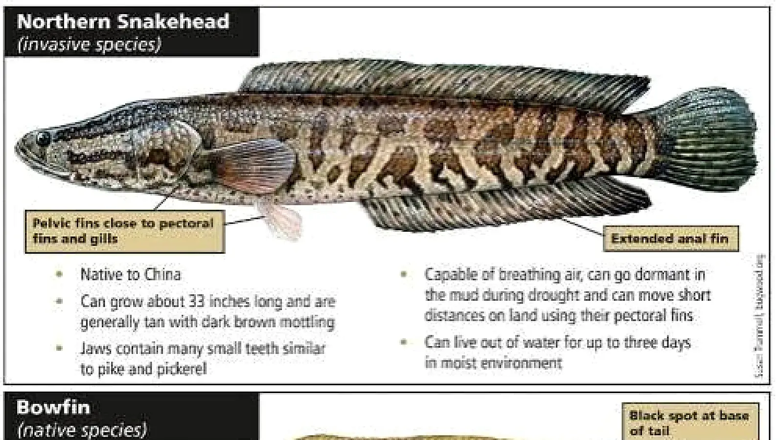 Snakehead Fish